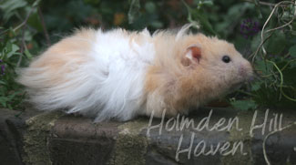 Jolly Cream Giant- Red Eyed Cream Banded Longhaired